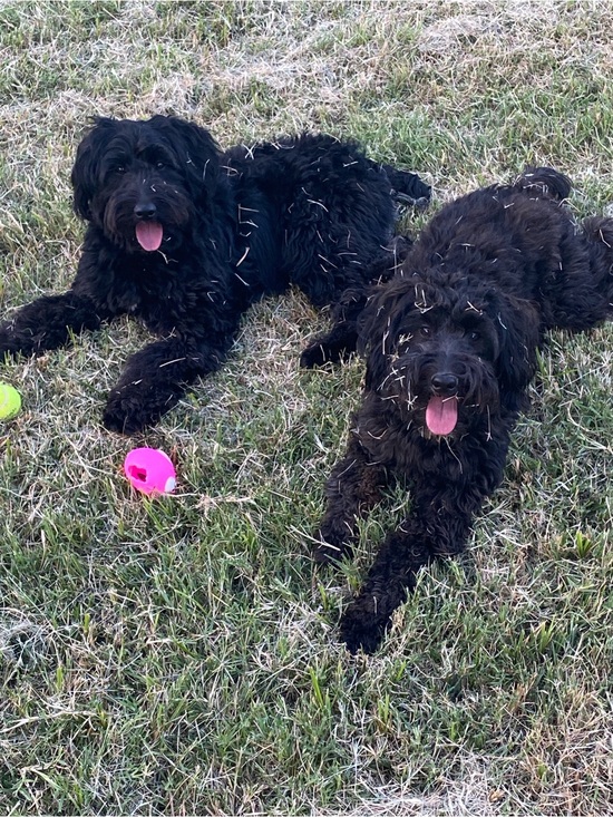 Source Unknown Other - Mystery bundle - Labradoodles Support for Active Dogs